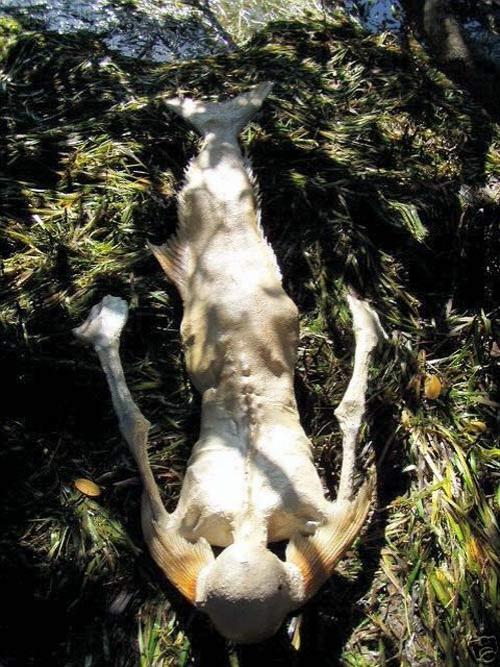 На eBay продавали скелет русалки