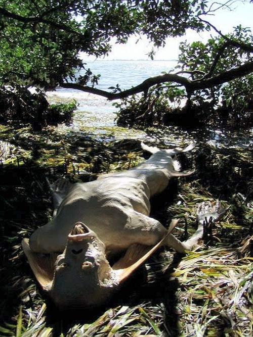 На eBay продавали скелет русалки