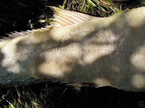 На eBay продавали скелет русалки