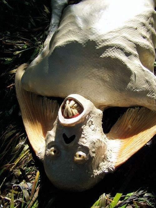 На eBay продавали скелет русалки