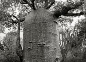 Самые старые деревья на планете