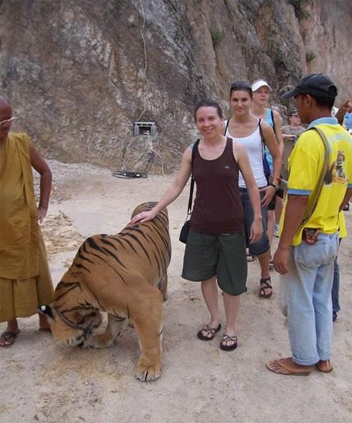 В Храме тигров хищников защищают от людей