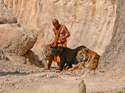 В Храме тигров хищников защищают от людей