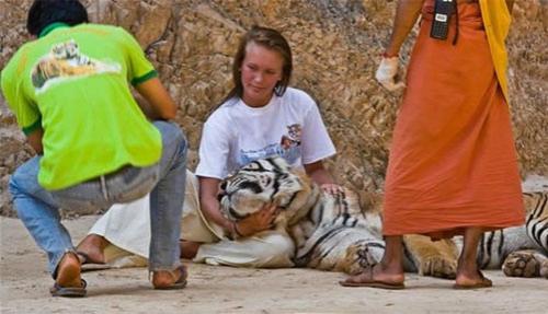 В Храме тигров хищников защищают от людей