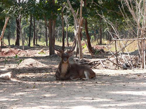 В Храме тигров хищников защищают от людей