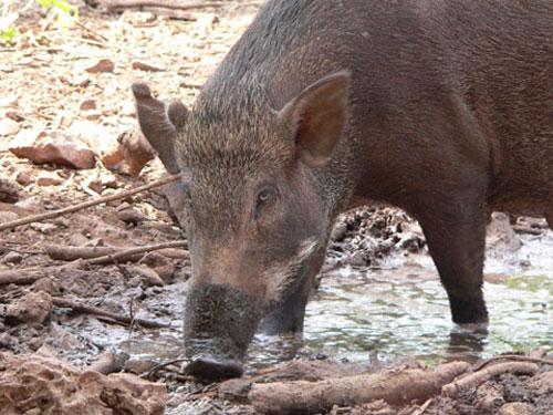 В Храме тигров хищников защищают от людей