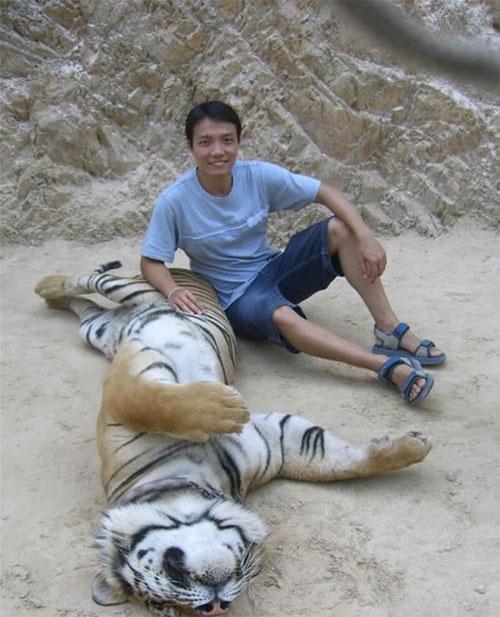 В Храме тигров хищников защищают от людей