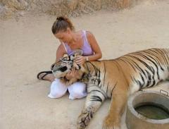 В Храме тигров хищников защищают от людей