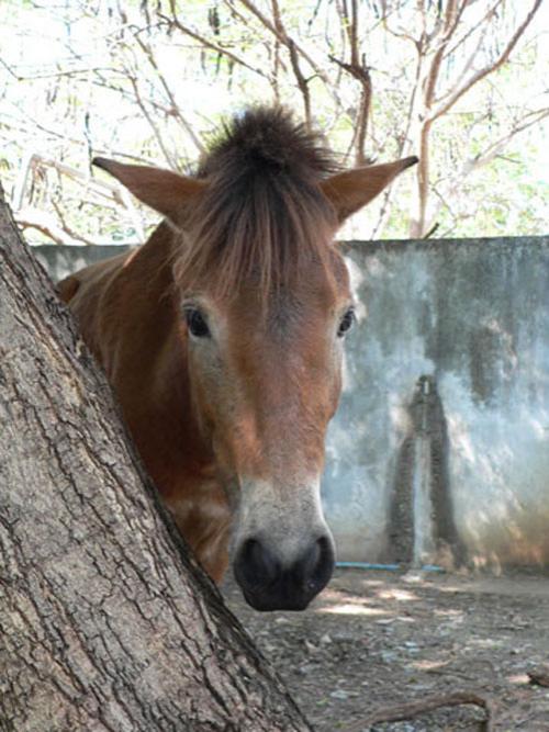 В Храме тигров хищников защищают от людей