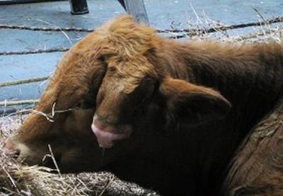 Самые странные музеи мира