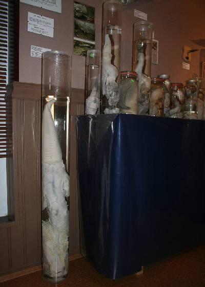 Самые странные музеи мира