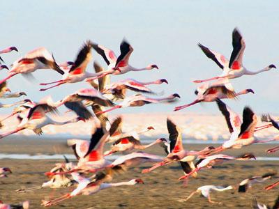 Миллионы розовых фламинго слетелись в одно место