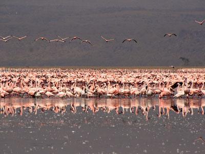 Миллионы розовых фламинго слетелись в одно место