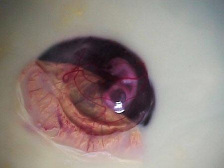 Как из яйца получается курица