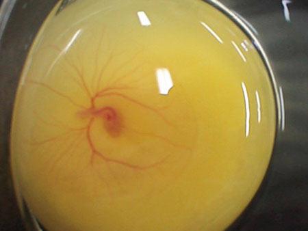 Как из яйца получается курица