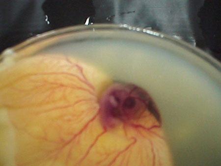 Как из яйца получается курица