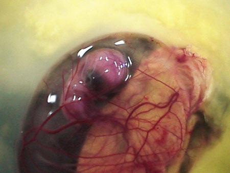 Как из яйца получается курица