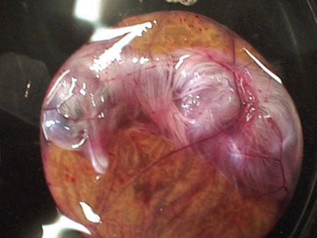 Как из яйца получается курица