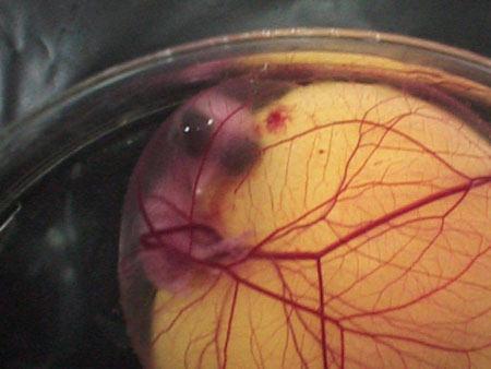 Как из яйца получается курица