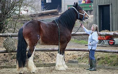 Самый высокий в мире конь боится мышей