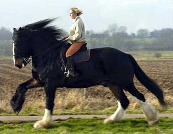 Самый высокий в мире конь боится мышей