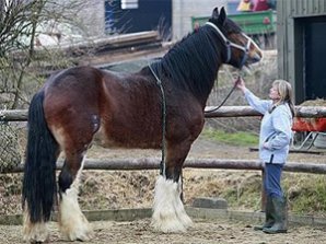 Самый высокий в мире конь боится мышей