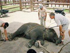 Как дрессируют слонов в цирке