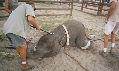 Как дрессируют слонов в цирке