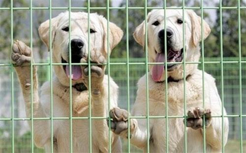 В Корее клонируют собак-ищеек