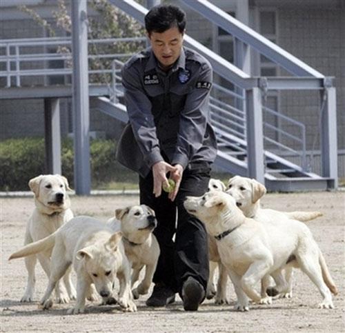 В Корее клонируют собак-ищеек