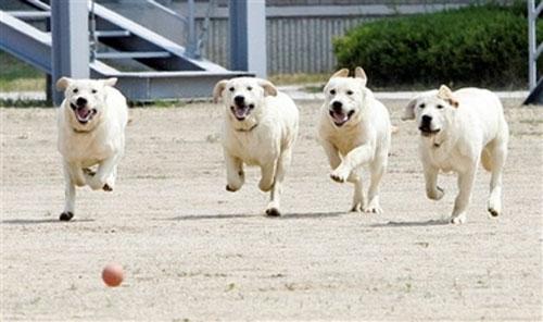 В Корее клонируют собак-ищеек