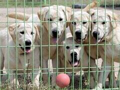 В Корее клонируют собак-ищеек