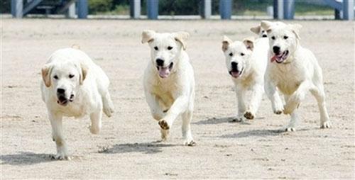 В Корее клонируют собак-ищеек