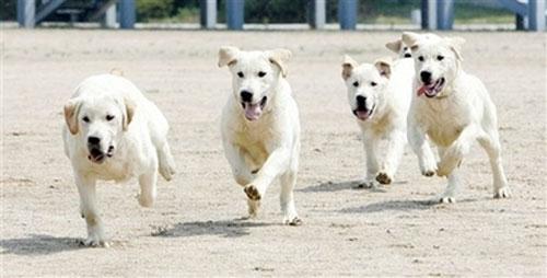 В Корее клонируют собак-ищеек