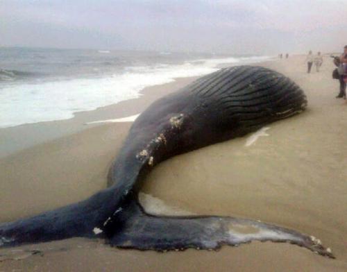 Почему киты выбрасываются на берег