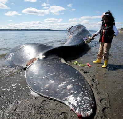 Почему киты выбрасываются на берег