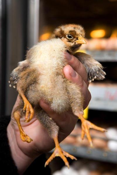 Родился цыпленок с… четырьмя ногами!