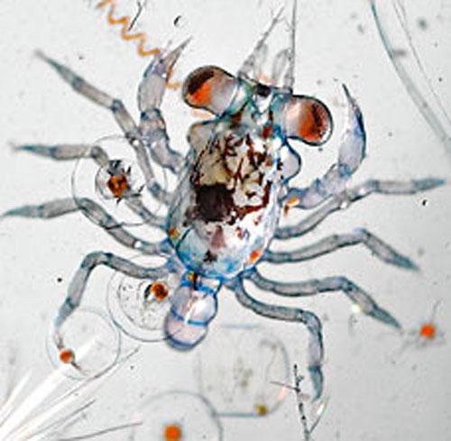 Загадки блуждающего микромира