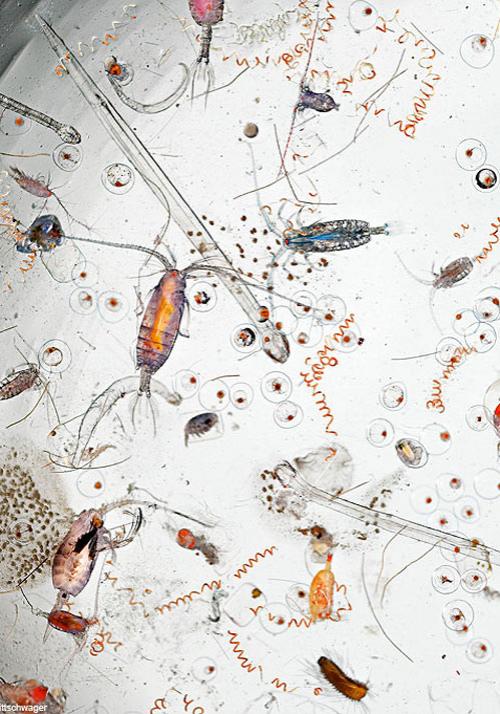 Загадки блуждающего микромира