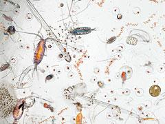 Загадки блуждающего микромира