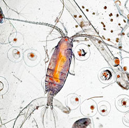 Загадки блуждающего микромира