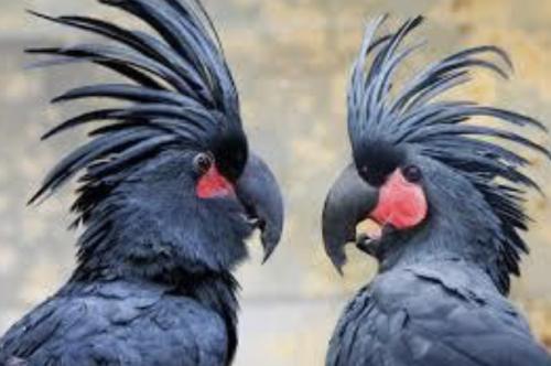 Самые дорогостоящие животные на планете