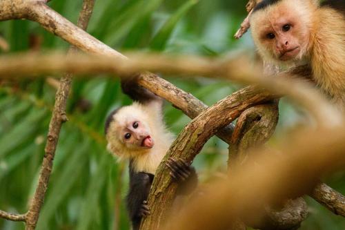 Самые дорогостоящие животные на планете