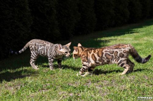 Самые дорогостоящие животные на планете