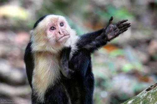 Самые дорогостоящие животные на планете