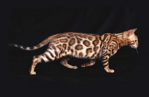 Самые дорогостоящие животные на планете