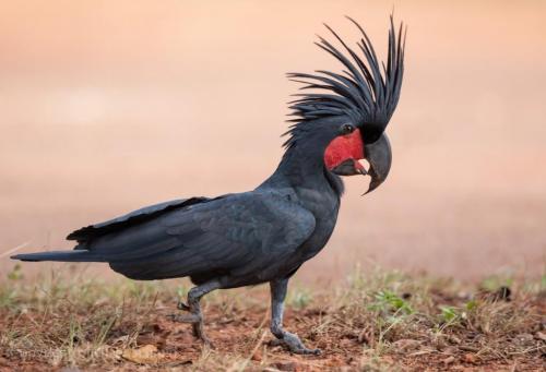 Самые дорогостоящие животные на планете