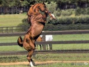 Самые дорогостоящие животные на планете