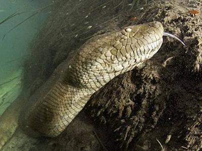 Дайвер сделал потрясающие фото анаконды под водой