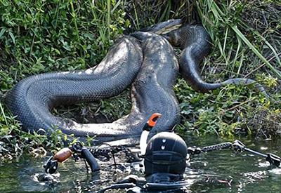 Дайвер сделал потрясающие фото анаконды под водой